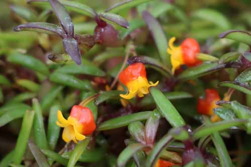 ���f�B�I�J���o�[�X�f�[�W�[�A�炭�₱�̉Ԋ�