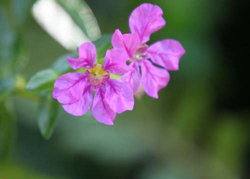 �}���n�P�I���g�A�炭�₱�̉Ԋ�