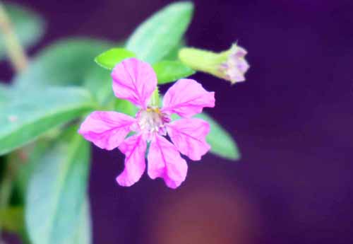 �}���n�P�I���g�A�炭�₱�̉Ԋ�