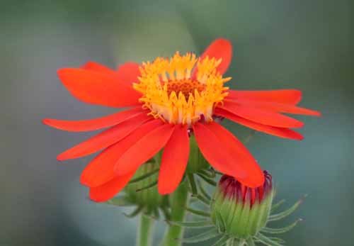 ���L�V�R�T���M�N�A�炭�₱�̉Ԋ�