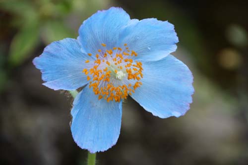 ���R�m�v�V�X�E�O�����f�B�X�A�炭�₱�̉Ԋ�