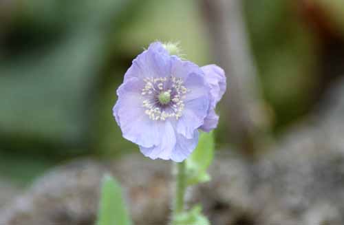 ���R�m�v�V�X�E�z���f�����A�炭�₱�̉Ԋ�