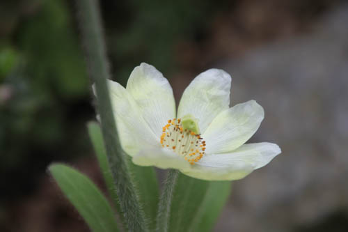 メコノプシス・インテグリフォリア、咲くやこの花館