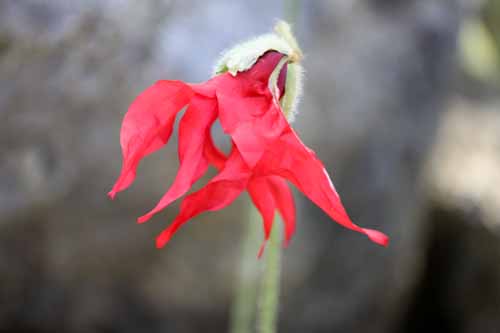 ���R�m�v�V�X�E�v�j�P�A�A�炭�₱�̉Ԋ�