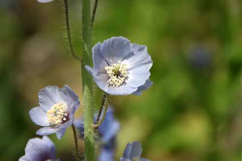 ���R�m�v�V�X�E���P���T�A�炭�₱�̉Ԋ�