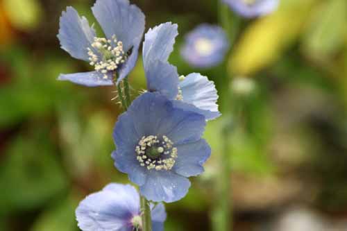 ���R�m�v�V�X�E���P���T�A�炭�₱�̉Ԋ�