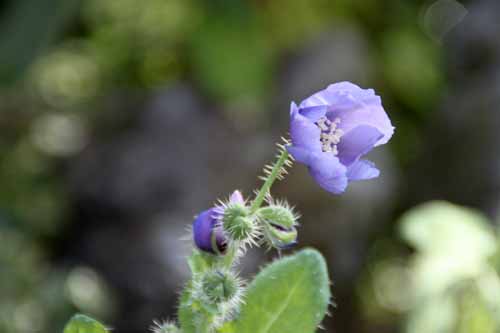 ���R�m�v�V�X�E���P���T�A�炭�₱�̉Ԋ�