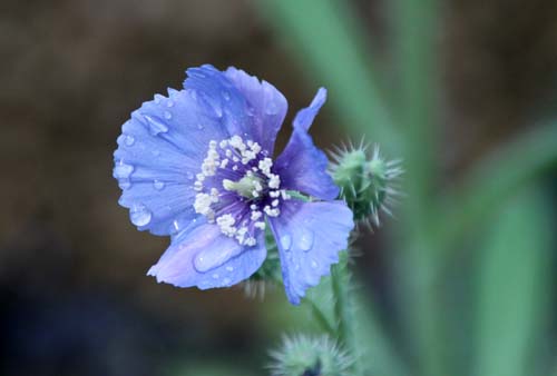 ���R�m�v�V�X�E���P���T�A�炭�₱�̉Ԋ�