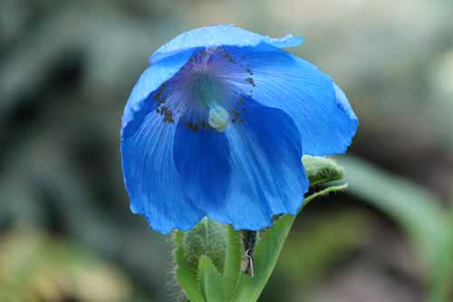 ���R�m�v�V�X�E�V�F���h�j�A�炭�₱�̉Ԋ�