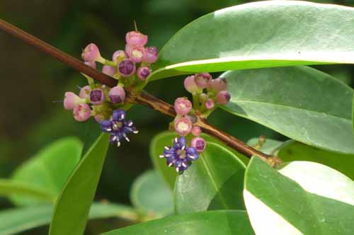 �����L�����E�t�����o���_���A�炭�₱�̉Ԋ�