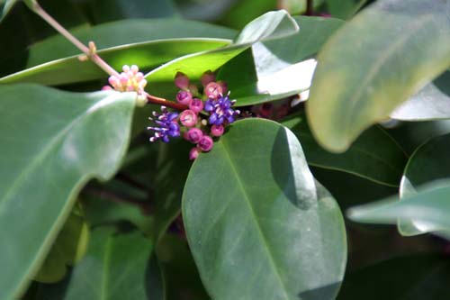 �����L�����E�t�����o���_���A�炭�₱�̉Ԋ�