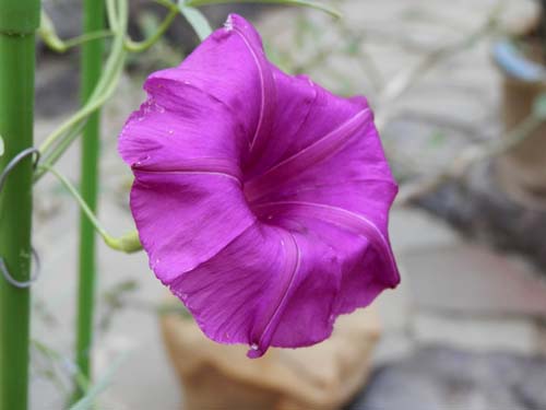 �����~�A�E�z���r�[�A�炭�₱�̉Ԋ�