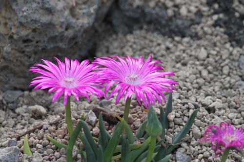 ���Z���u���A���e�}���A�炭�₱�̉Ԋ�