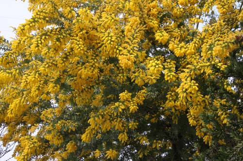 �~���U�A�炭�₱�̉Ԋ�