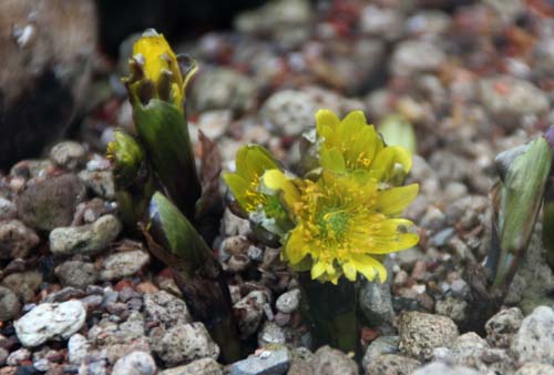 �~�`�m�N�t�N�W���\�E�A�炭�₱�̉Ԋ�