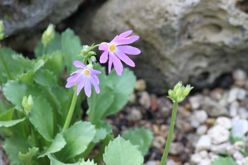 �~�`�m�N�R�U�N���A�炭�₱�̉Ԋ�