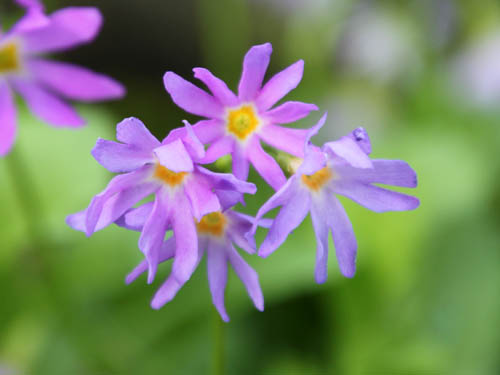 �~�`�m�N�R�U�N���A�炭�₱�̉Ԋ�