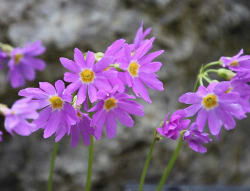 �~�`�m�N�R�U�N���A�炭�₱�̉Ԋ�