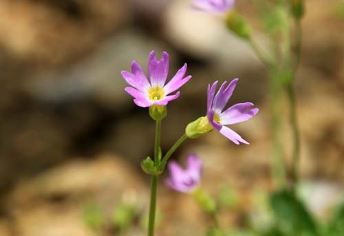 �~�`�m�N�R�U�N���A�炭�₱�̉Ԋ�