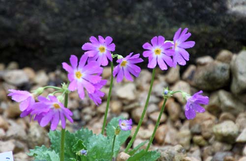 �~�`�m�N�R�U�N���A�炭�₱�̉Ԋ�