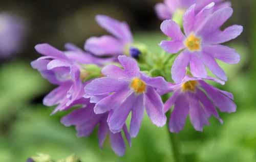 �~�`�m�N�R�U�N���A�炭�₱�̉Ԋ�