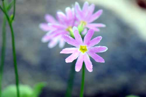 �~�`�m�N�R�U�N���A�炭�₱�̉Ԋ�