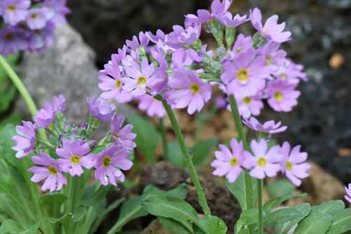 �~�`�m�N�R�U�N���A�炭�₱�̉Ԋ�