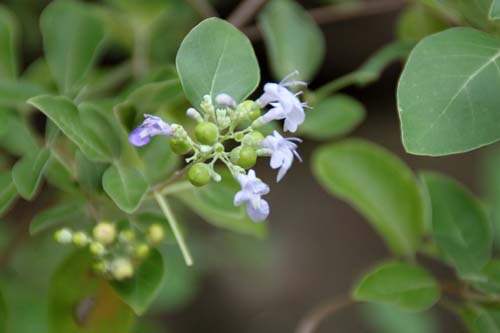 �~�c�o�n�}�S�E�A�炭�₱�̉Ԋ�