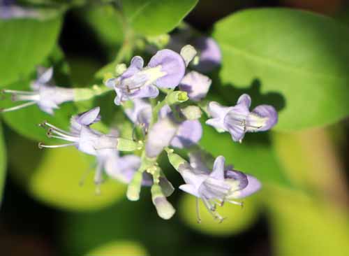 �~�c�o�n�}�S�E�A�炭�₱�̉Ԋ�