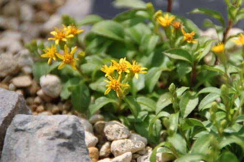 �~���}�A�L�m�L�����\�E�A�ߌ��Βn����