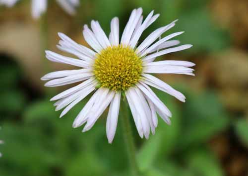 �~���}�A�Y�}�M�N�A�炭�₱�̉Ԋ�