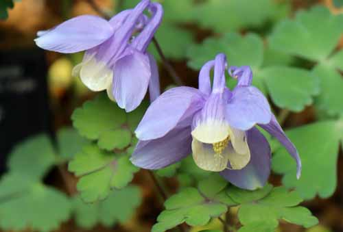 �~���}�I�_�}�L�A�炭�₱�̉Ԋ�