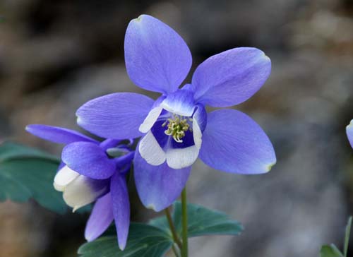 �~���}�I�_�}�L�A�炭�₱�̉Ԋ�