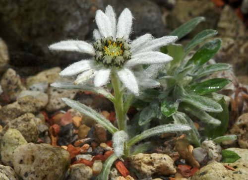 �~���L�\�E�A�炭�₱�̉Ԋ�