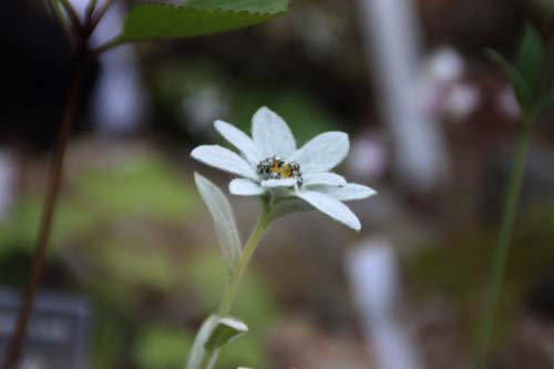 �~���L�\�E�A�炭�₱�̉Ԋ�