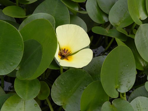 �~�Y�q�i�Q�V�A�炭�₱�̉Ԋ�