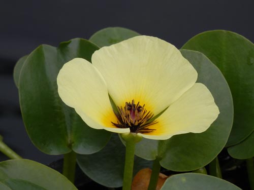 �~�Y�q�i�Q�V�A�炭�₱�̉Ԋ�