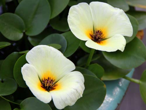 �~�Y�q�i�Q�V�A�炭�₱�̉Ԋ�