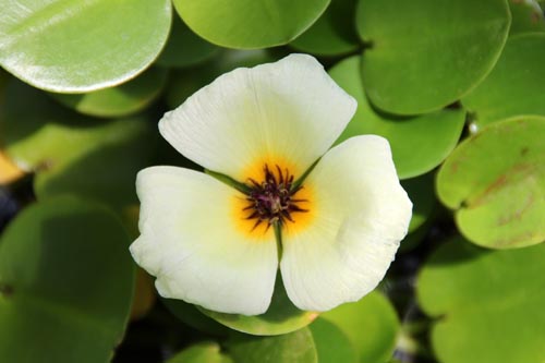 �~�Y�q�i�Q�V�A�炭�₱�̉Ԋ�