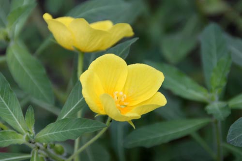 �~�Y�L���o�C�A�炭�₱�̉ԊقŎB�e