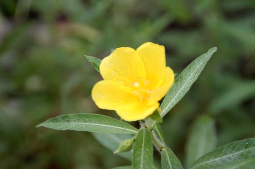 �~�Y�L���o�C�A�炭�₱�̉ԊقŎB�e