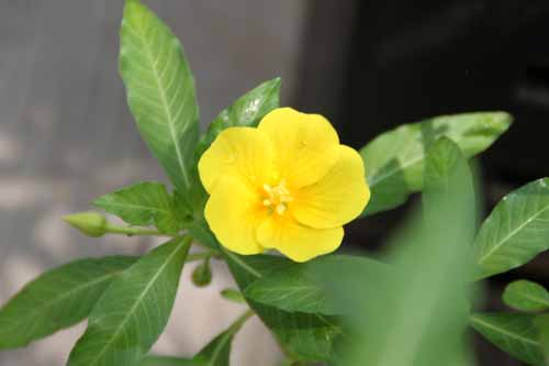 �~�Y�L���o�C�A�炭�₱�̉ԊقŎB�e