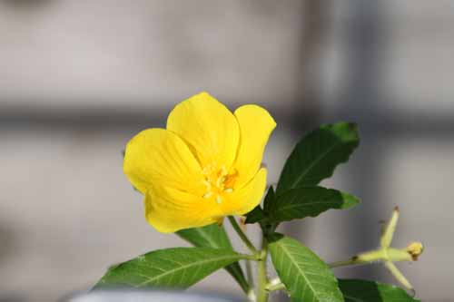 �~�Y�L���o�C�A�炭�₱�̉ԊقŎB�e