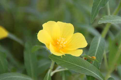 �~�Y�L���o�C�A�炭�₱�̉ԊقŎB�e