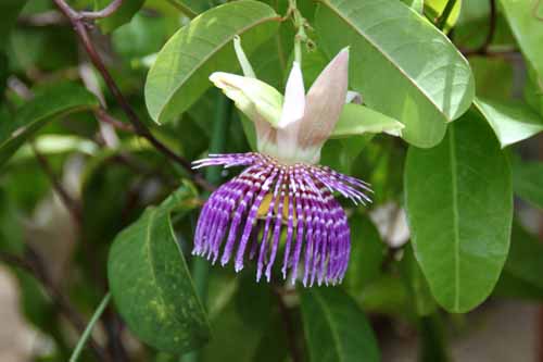 �~�Y�������A�炭�₱�̉Ԋ�