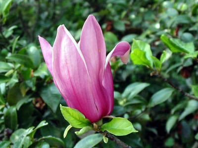 ���N����