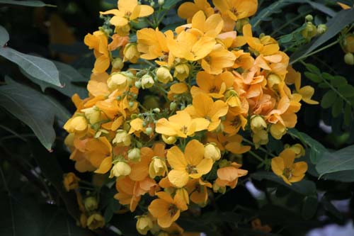 ���N�Z���i�A�炭�₱�̉Ԋ�