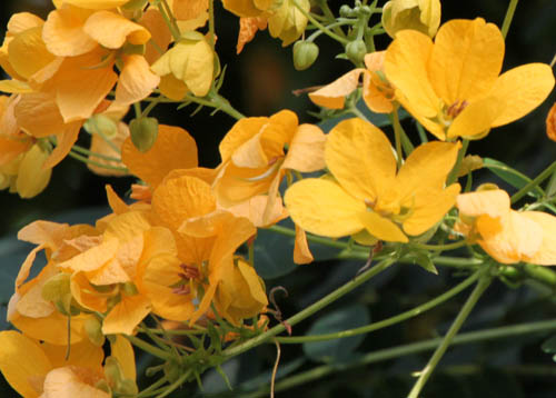 ���N�Z���i�A�炭�₱�̉Ԋ�