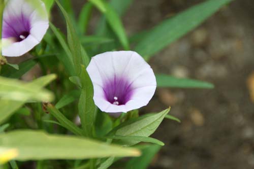 ���~�W�o�q���K�I�A�炭�₱�̉Ԋ�