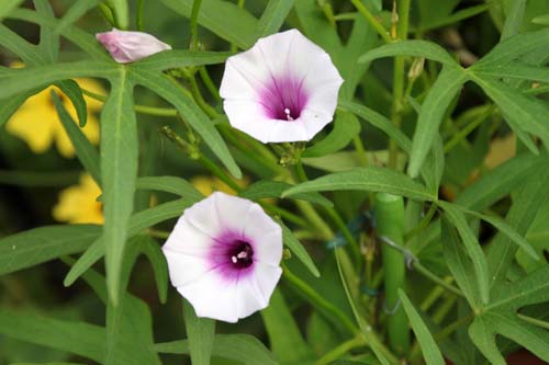 ���~�W�o�q���K�I�A�炭�₱�̉Ԋ�